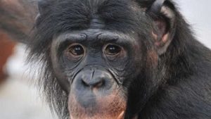 ボノボは人間に最も近い動物！コンゴに生息、日本の動物園にいる？志村動物園